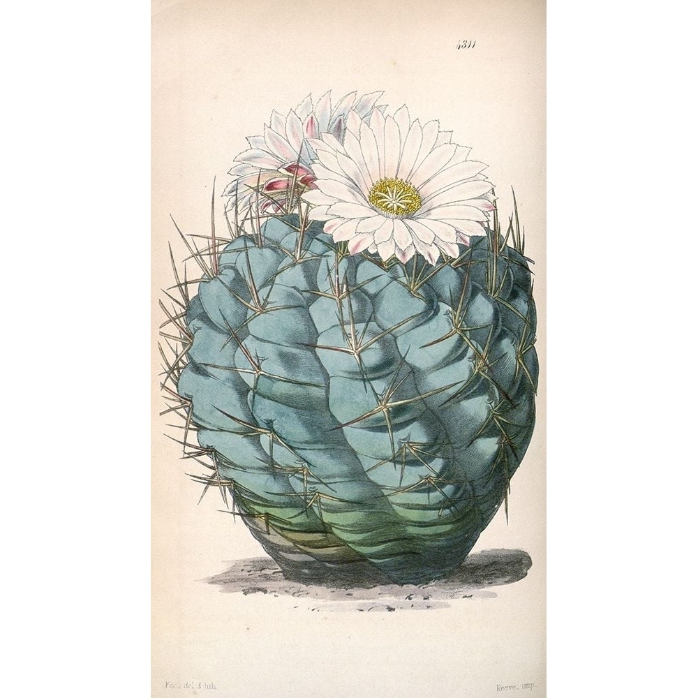 Cactus Poster Print by William Curtis-VARPDXCO20 Image 1