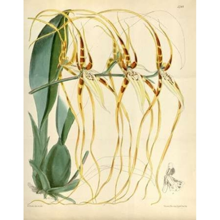 Orchid Brassia Arcuigera Poster Print by William Curtis-VARPDXCO17 Image 1