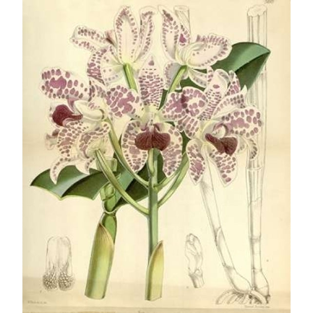 Orchid Cattleya Amethystoglossa Poster Print by William Curtis-VARPDXCO15 Image 2