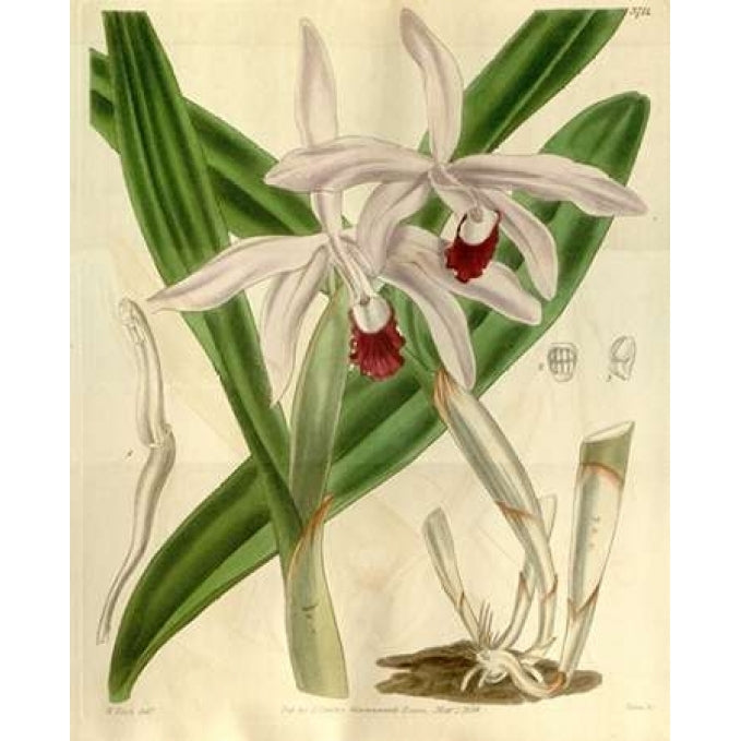 Orchid Cattleya Intermedia Poster Print by William Curtis-VARPDXCO14 Image 2