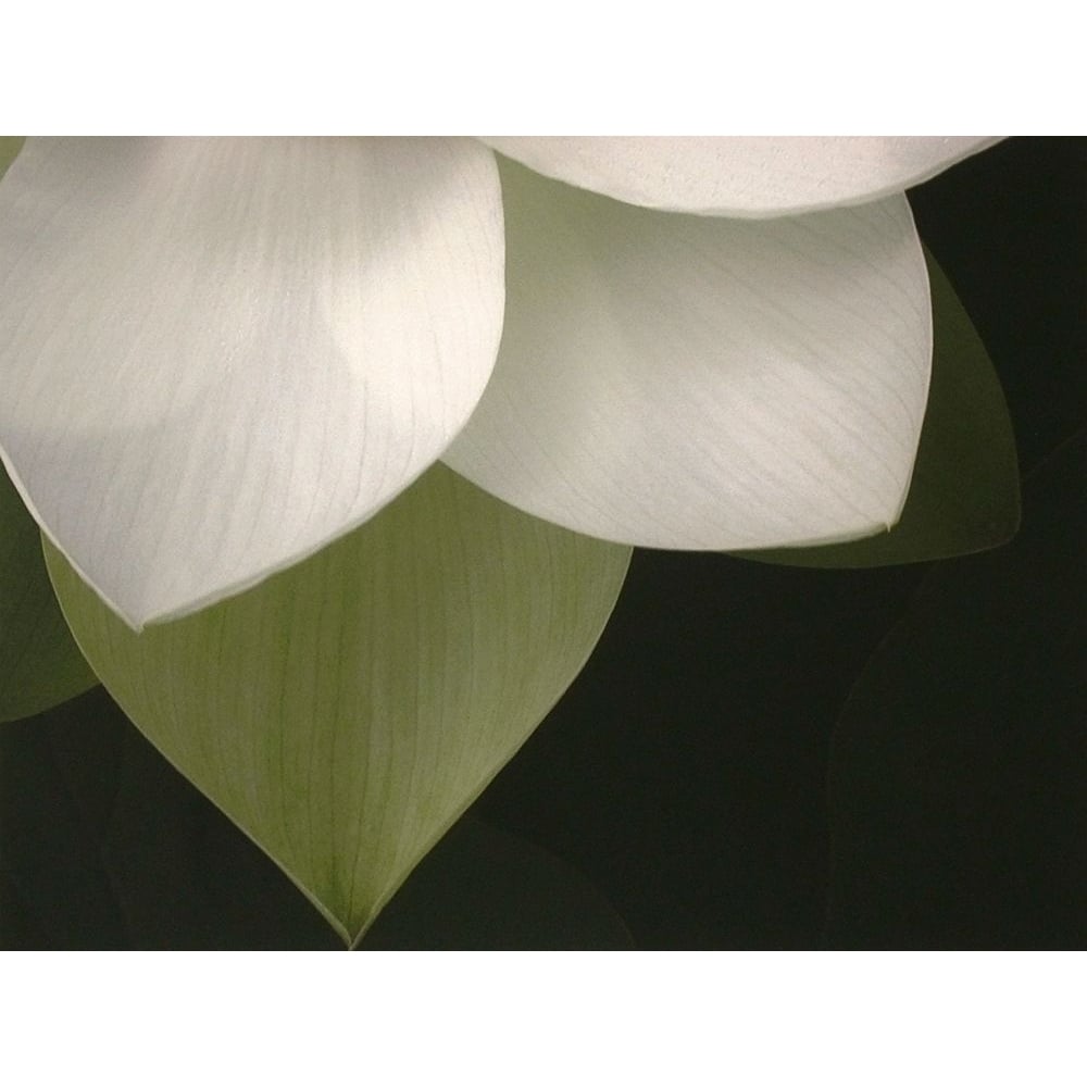 Lotus Closeup II Poster Print by Jim Christensen-VARPDXCR004A Image 1