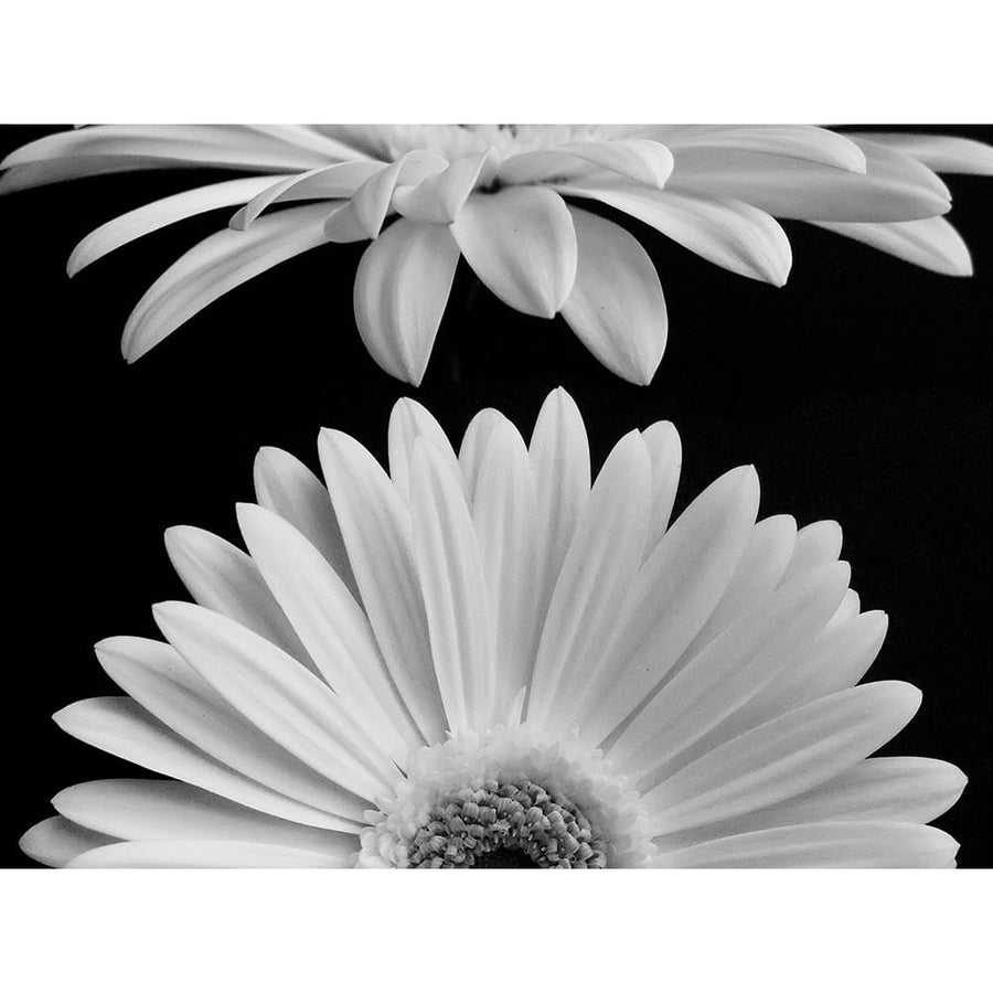 Daisies Poster Print by Jim Christensen-VARPDXCR049A Image 1