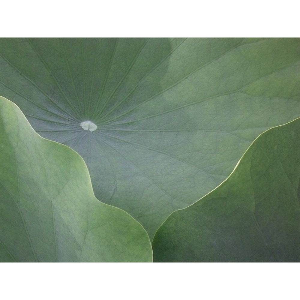 Lotus Leaves Poster Print by Jim Christensen-VARPDXCR006A Image 1