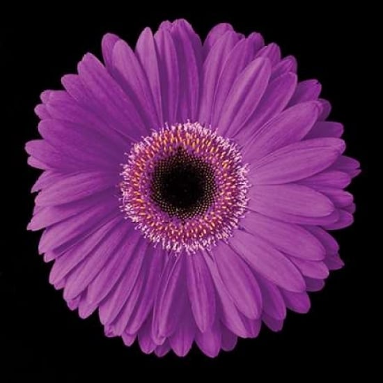 Gerbera Daisy Purple Poster Print by Jim Christensen-VARPDXCRS017 Image 1