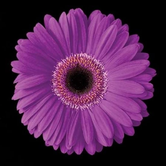 Gerbera Daisy Purple Poster Print by Jim Christensen-VARPDXCRS017 Image 2