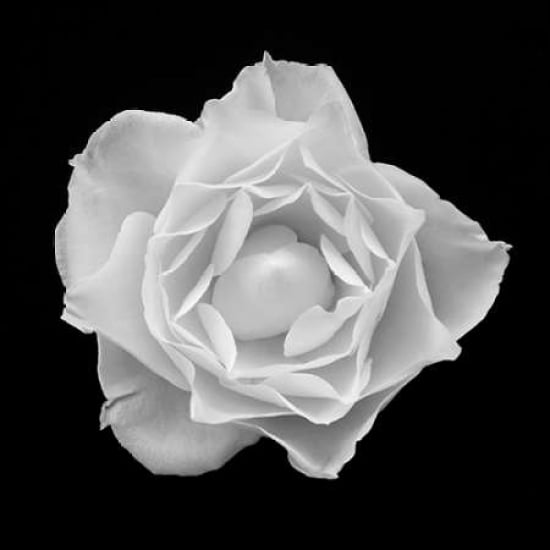 White Rose I Poster Print by Jim Christensen-VARPDXCRS026 Image 2