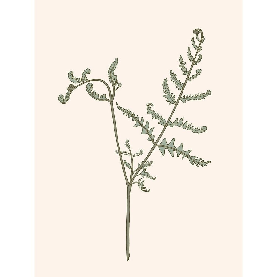 Forest Fern Blush 3 Poster Print - Melody Designs Sweet-VARPDXCTRC131C Image 1