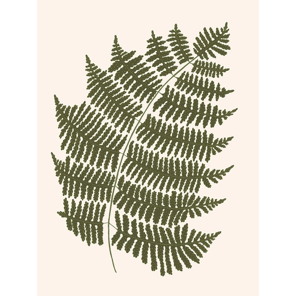 Forest Fern Blush 1 Poster Print - Melody Designs Sweet-VARPDXCTRC131A Image 1