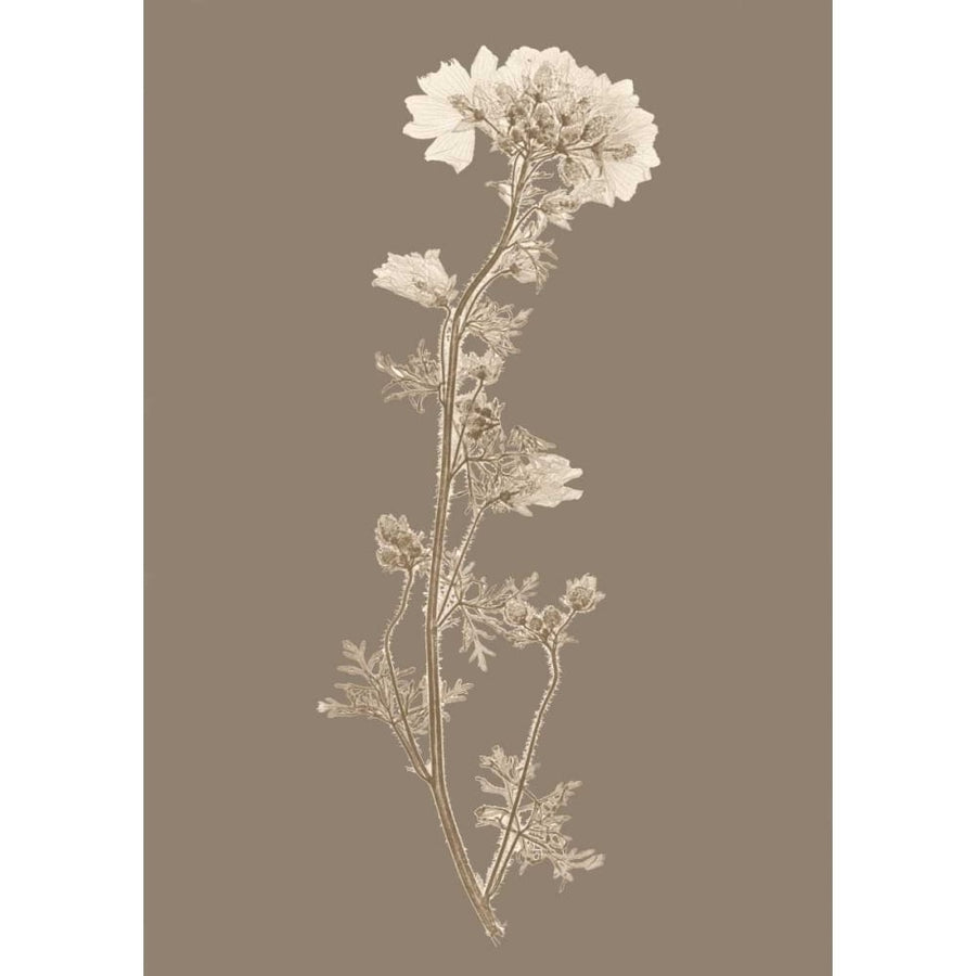 Taupe Nature Study I Custom Poster Print - Studio Vision-VARPDXCUSTOM87203GG Image 1