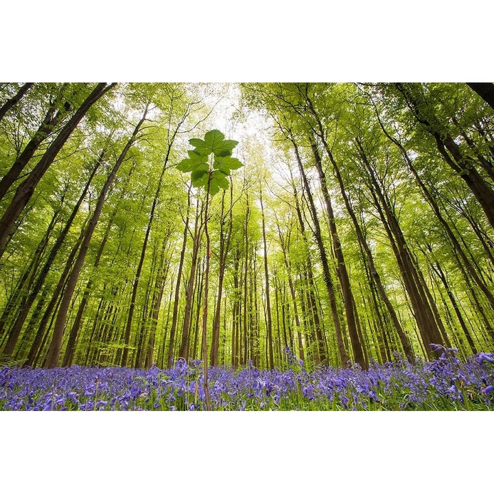 Hallerbos Poster Print by Wilco Dragt-VARPDXD1057D Image 1