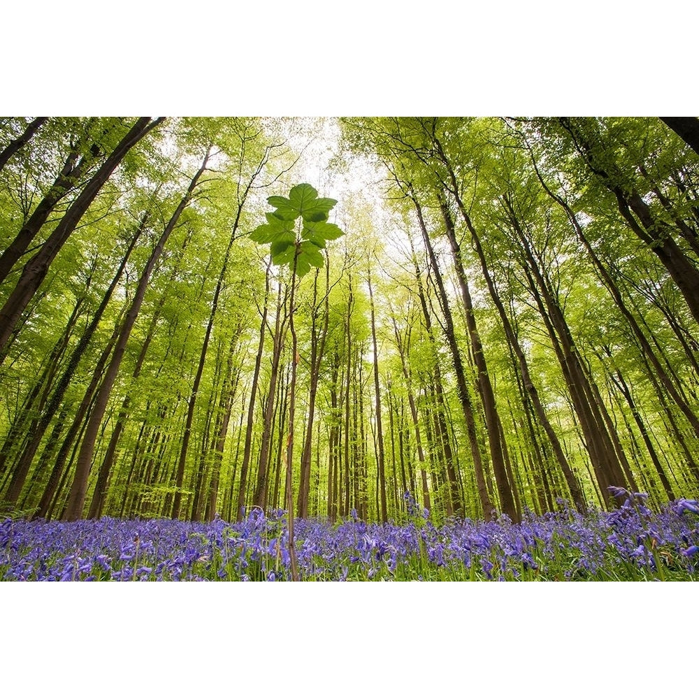 Hallerbos Poster Print by Wilco Dragt-VARPDXD1057D Image 2