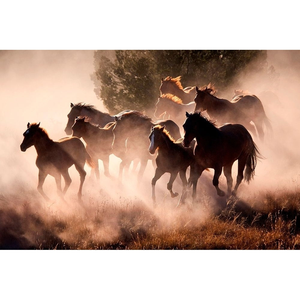 Horses Poster Print by Lisa Dearing-VARPDXD2059D Image 1