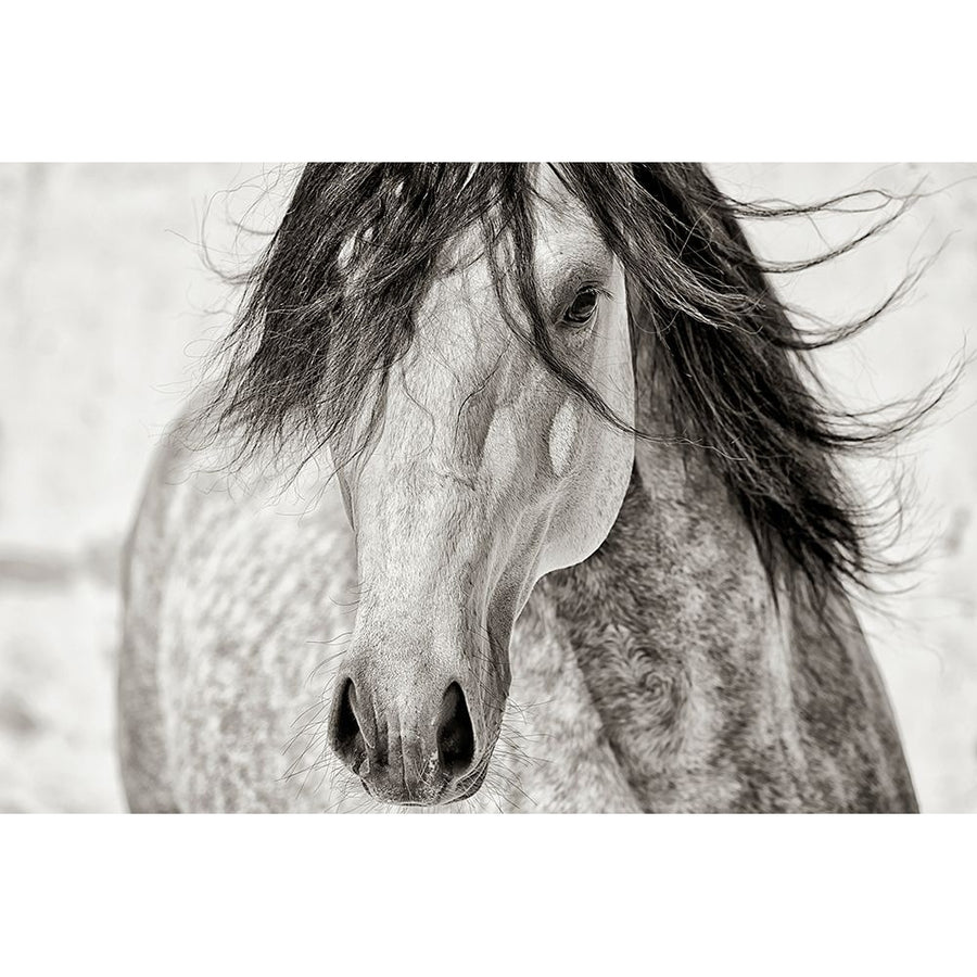 My Beautiful Mane by Lisa Dearing-VARPDXD2078D Image 1