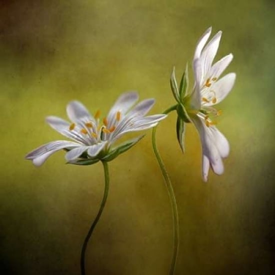 Echo Poster Print by Mandy Disher-VARPDXD879D Image 1