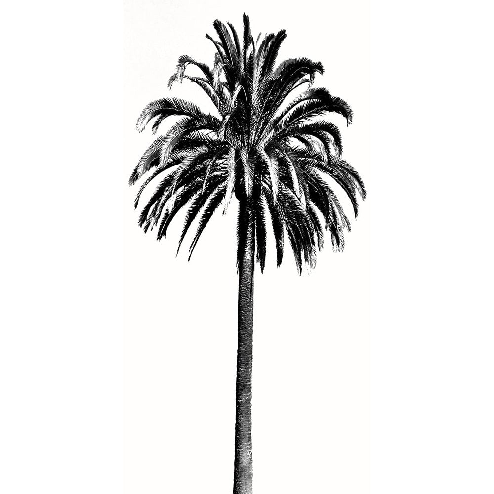 Palm Tree III Poster Print - Madeline Blake-VARPDXDA118199 Image 1