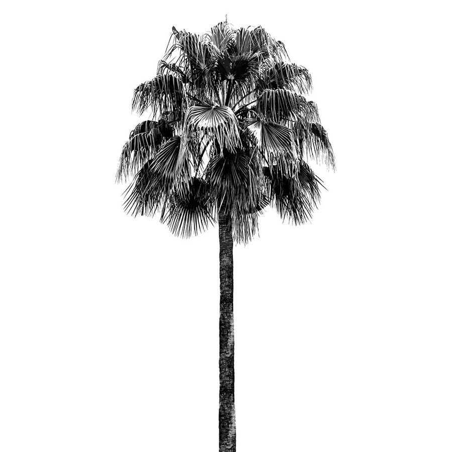 Palm Tree IV Poster Print - Madeline Blake-VARPDXDA118200 Image 1