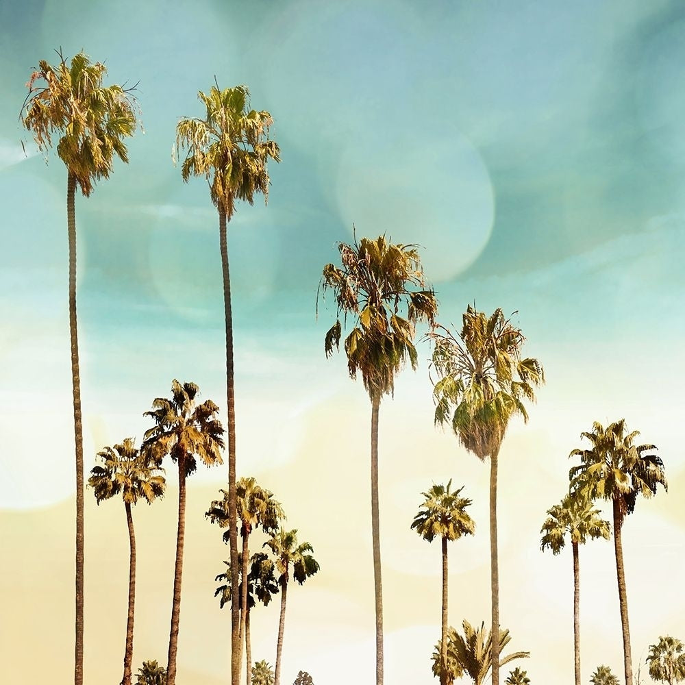 Beach Palms II Poster Print by Devon Davis-VARPDXDA116325 Image 1