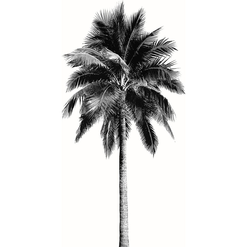 Palm Tree I Poster Print - Madeline Blake-VARPDXDA118197 Image 1