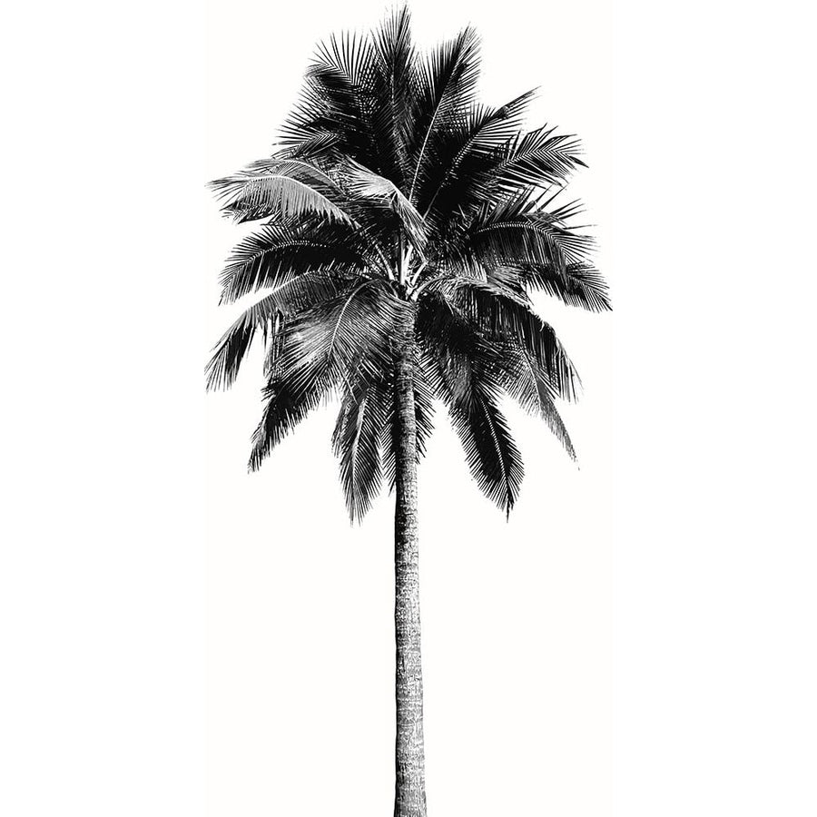 Palm Tree I Poster Print - Madeline Blake-VARPDXDA118197 Image 1