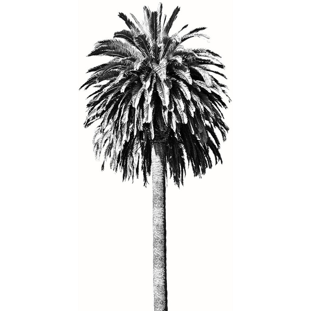 Palm Tree II Poster Print - Madeline Blake-VARPDXDA118198 Image 1