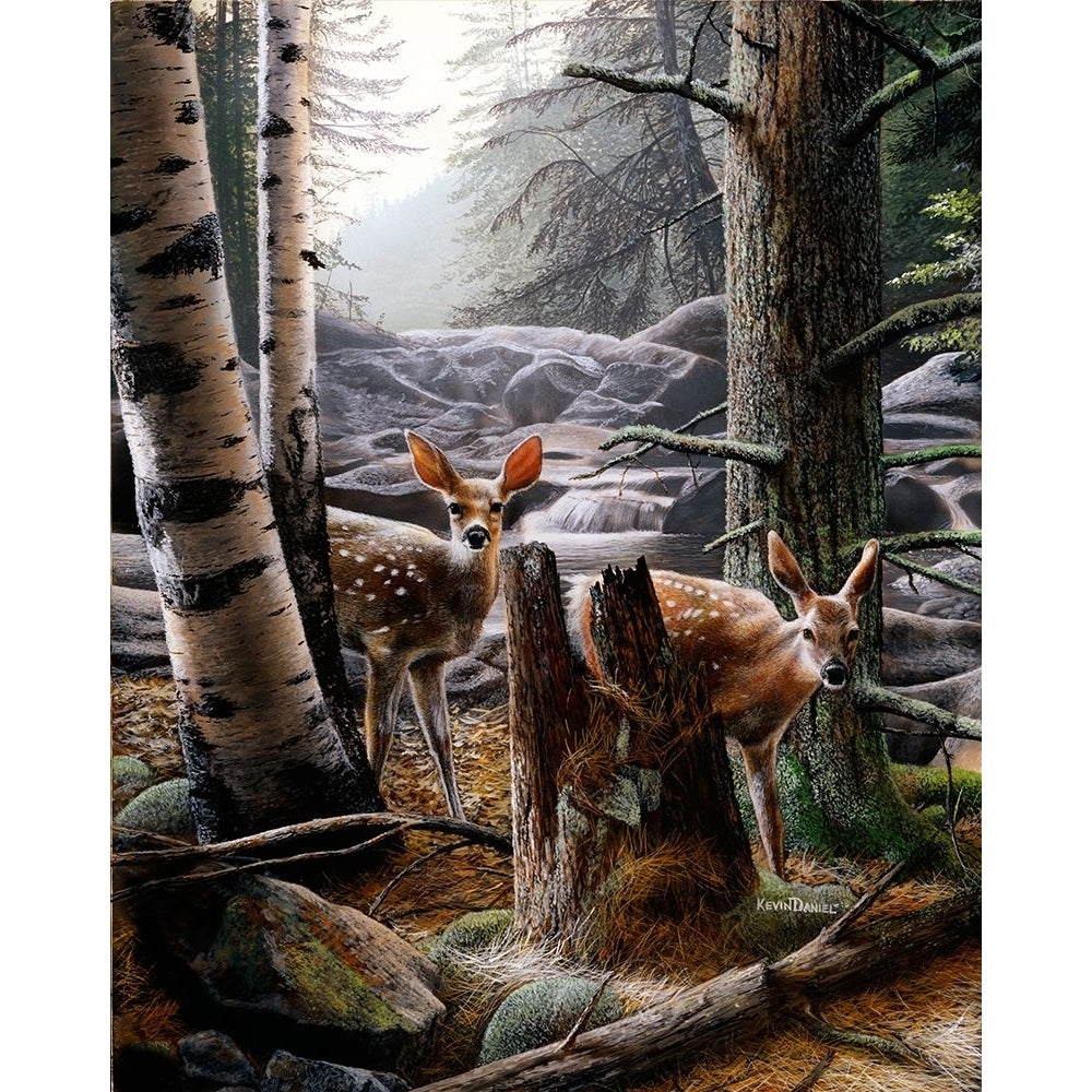 Fawns at Dawn Poster Print - Kevin Daniel-VARPDXDAN394 Image 1