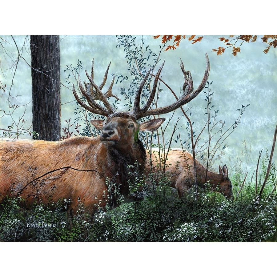 Elk Poster Print - Kevin Daniel-VARPDXDAN459 Image 1