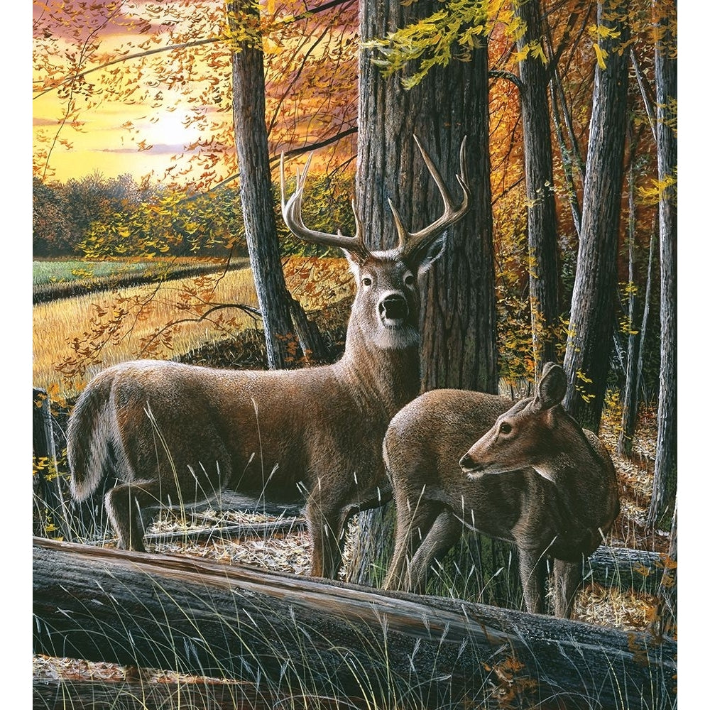 WHITETAIL FALL Poster Print - Kevin Daniel-VARPDXDAN484 Image 1