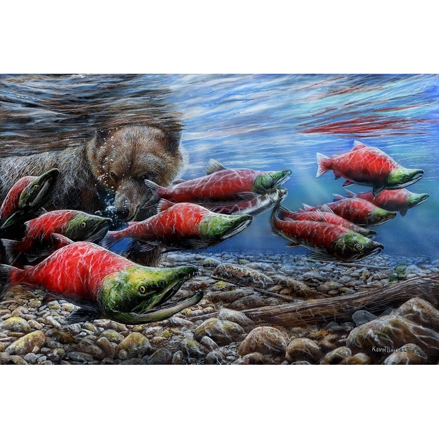 The Last Run-Sockeye Salmon Poster Print - Kevin Daniel-VARPDXDAN516 Image 1