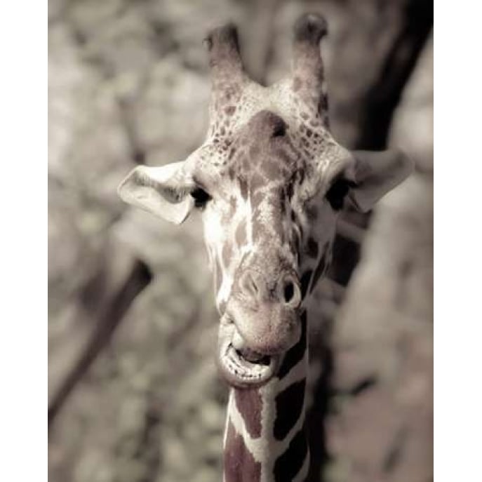 Giraffe whats up Poster Print by Davis Ashley Davis Ashley-VARPDXDARC032 Image 2