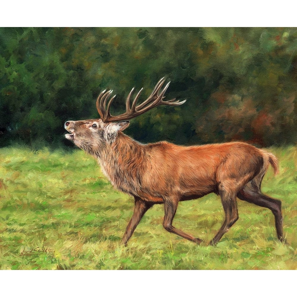 Red Deer stag running Poster Print - David Stribbling-VARPDXDAVSTR125612 Image 1