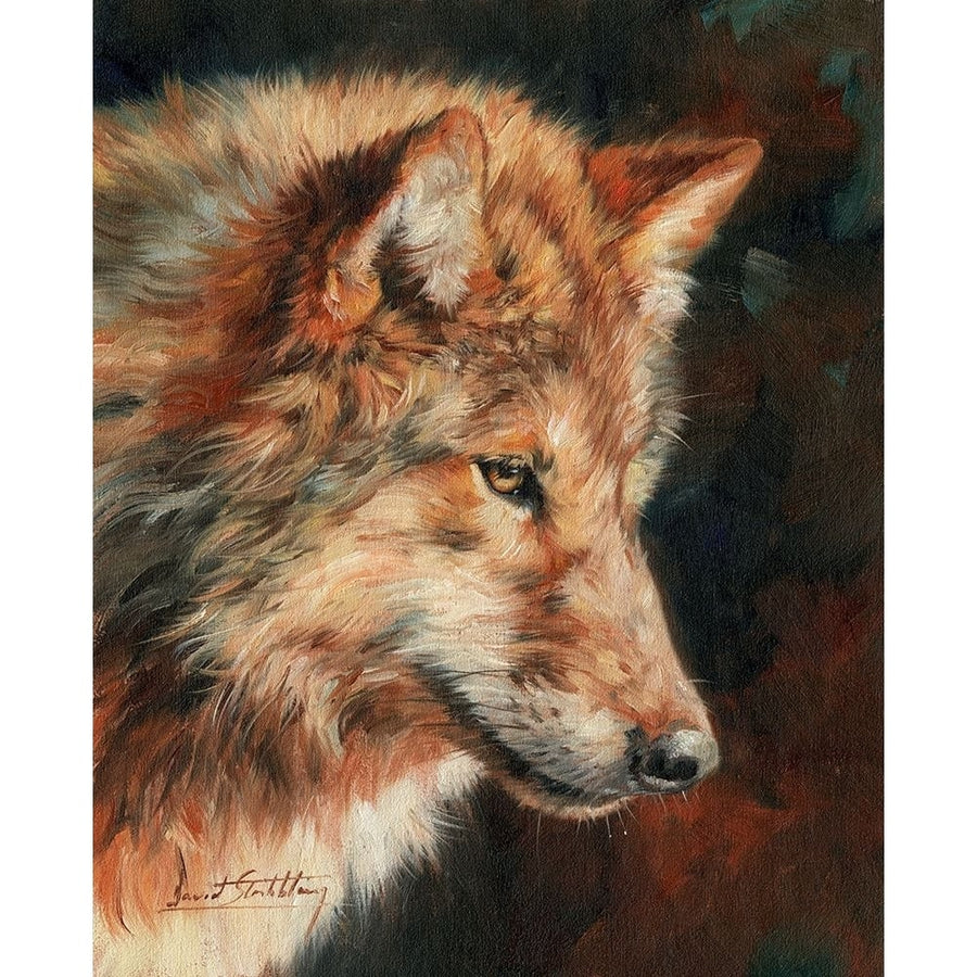 Grey Wolf Portrait Poster Print - David Stribbling-VARPDXDAVSTR125670 Image 1