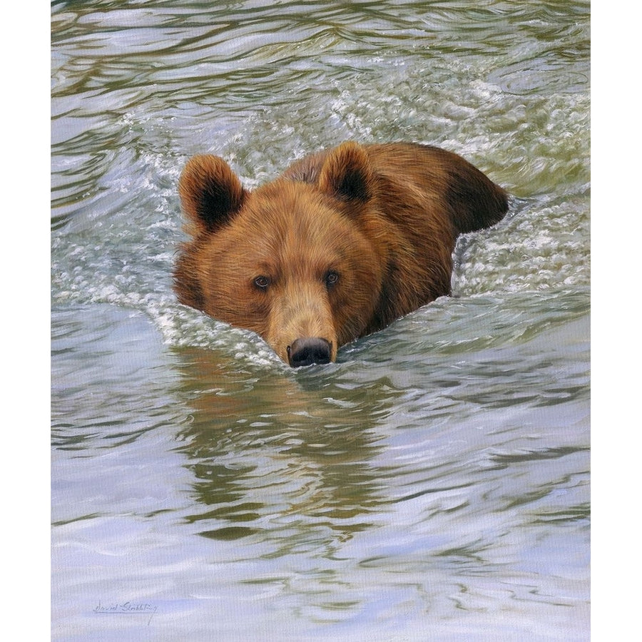 bear water Poster Print - David Stribbling-VARPDXDAVSTR125760 Image 1