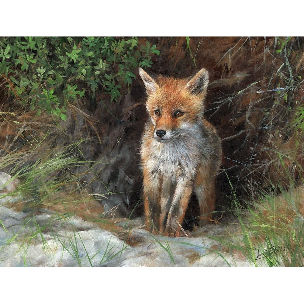 Young Red Fox Poster Print - David Stribbling-VARPDXDAVSTR125777 Image 1