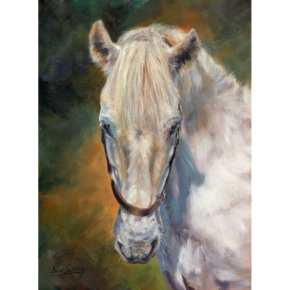 white horse Poster Print - David Stribbling-VARPDXDAVSTR125865 Image 1