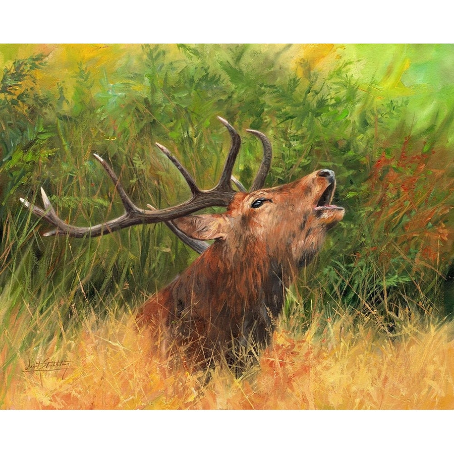 Red Deer in Field Poster Print - David Stribbling-VARPDXDAVSTR125929 Image 1