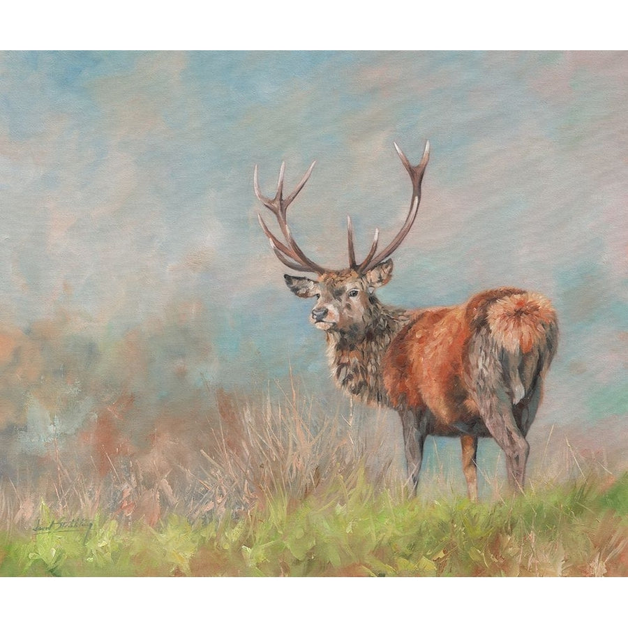 Red Deer Stag from behind Poster Print - David Stribbling-VARPDXDAVSTR125814 Image 1