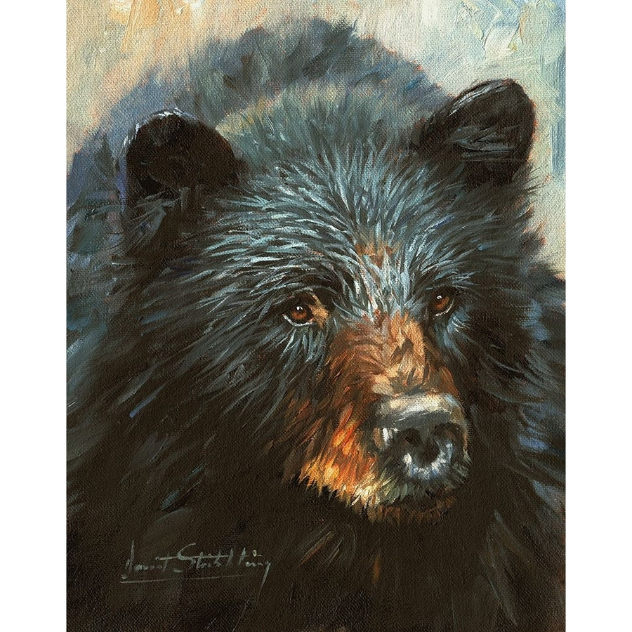 Black Bear Poster Print - David Stribbling-VARPDXDAVSTR125880 Image 1