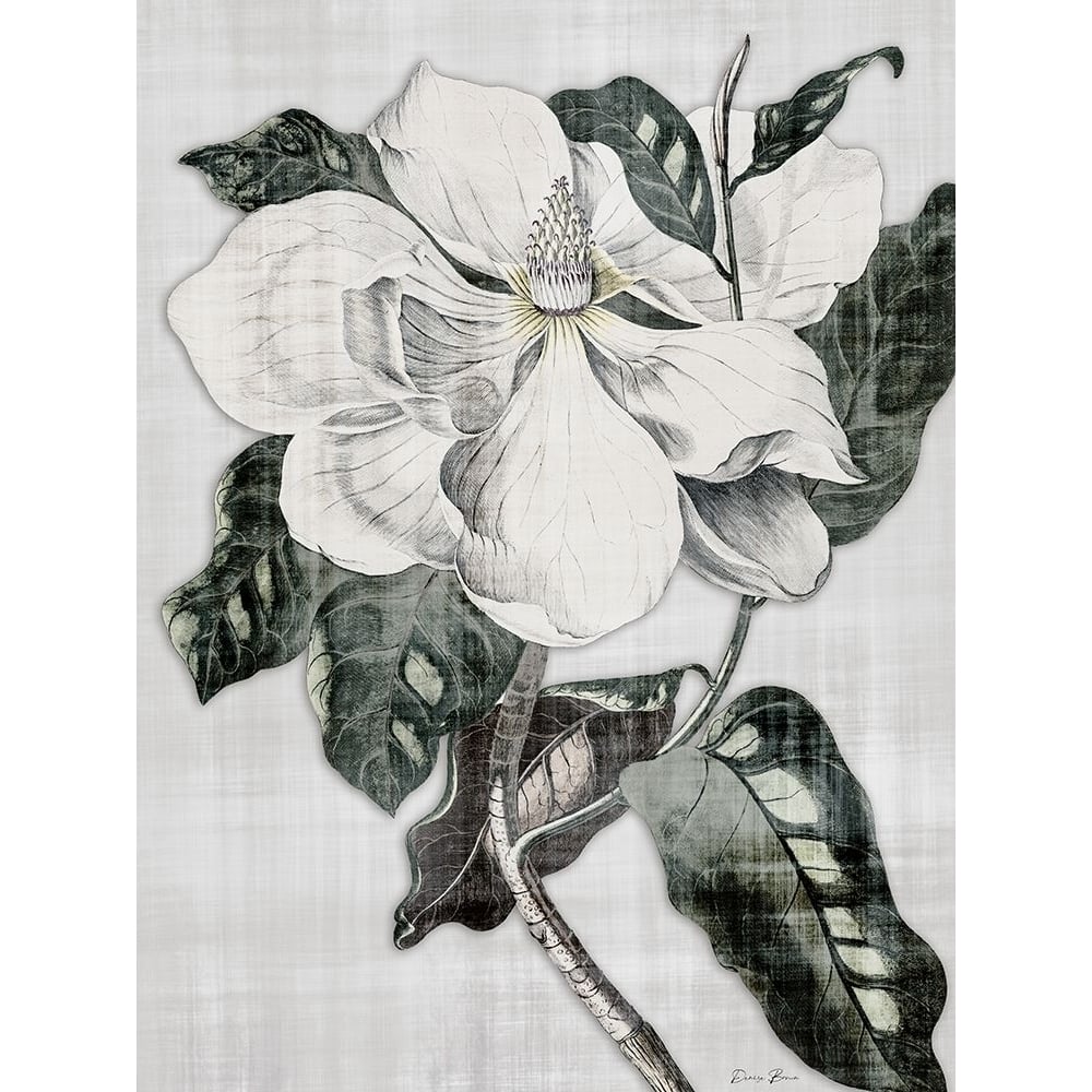 Southern Magnolia 1 Poster Print - Denise Brown-VARPDXDBRC203A Image 1