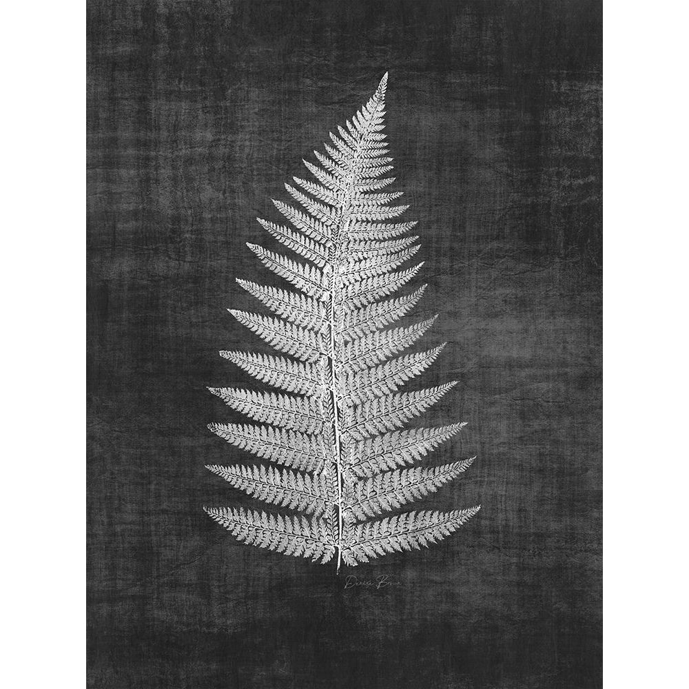 Astor Fern 1 Poster Print - Denise Brown-VARPDXDBRC204A Image 1