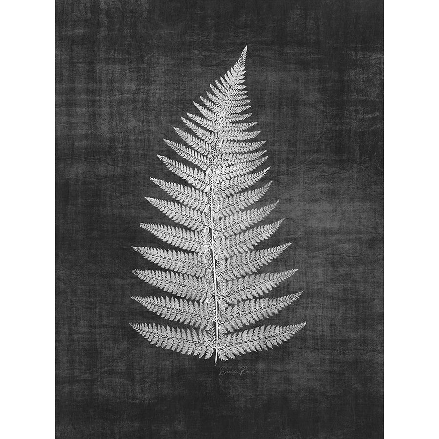 Astor Fern 1 Poster Print - Denise Brown-VARPDXDBRC204A Image 1