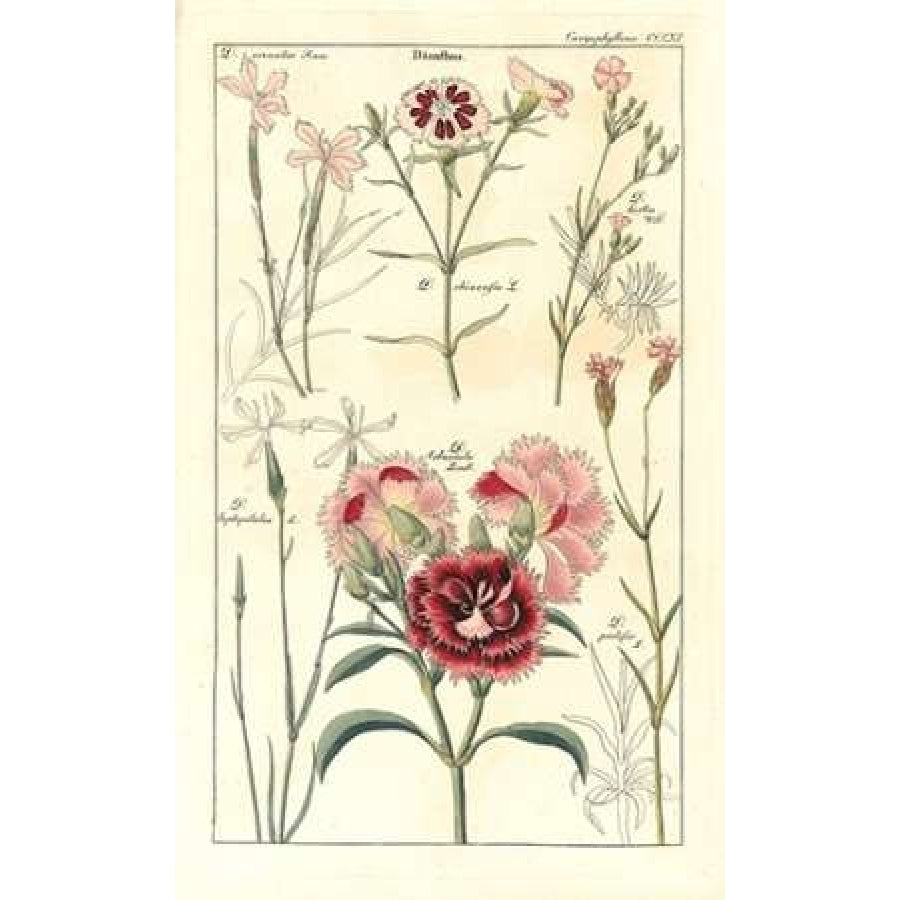 Carnations Poster Print by David Dietrich-VARPDXDD07 Image 1