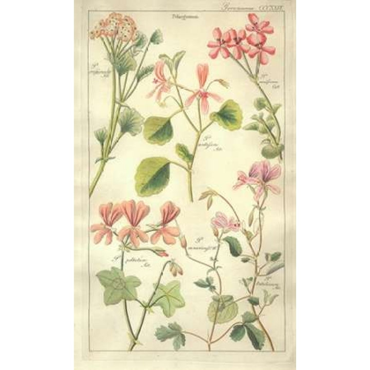 Geraniums Poster Print by David Dietrich-VARPDXDD06 Image 2