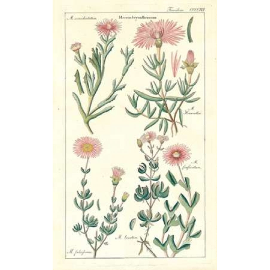 Ice Plant Poster Print by David Dietrich-VARPDXDD10 Image 1