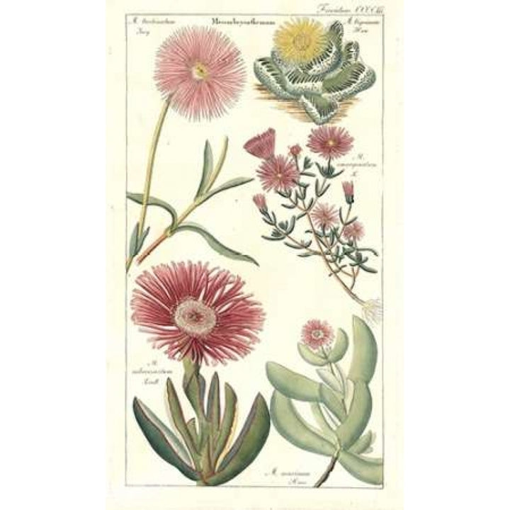 Ice Plant Poster Print by David Dietrich-VARPDXDD08 Image 1