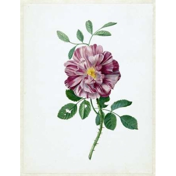 Rose Poster Print by Dirck De Bray-VARPDXDDB01 Image 1