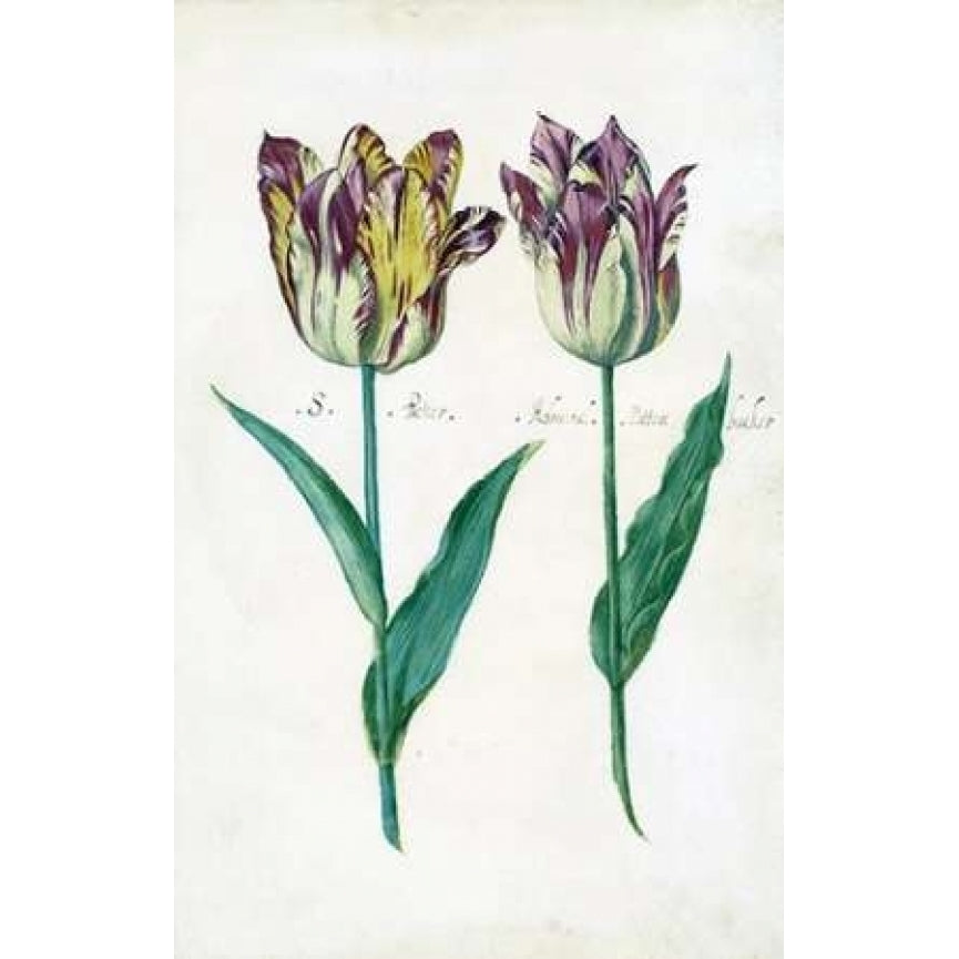 Tullips Poster Print by Dirck De Bray-VARPDXDDB03 Image 2