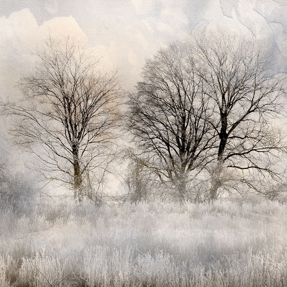 Winter Frost 1 Poster Print - Kimberly Allen-VARPDXKASQ3269A Image 1