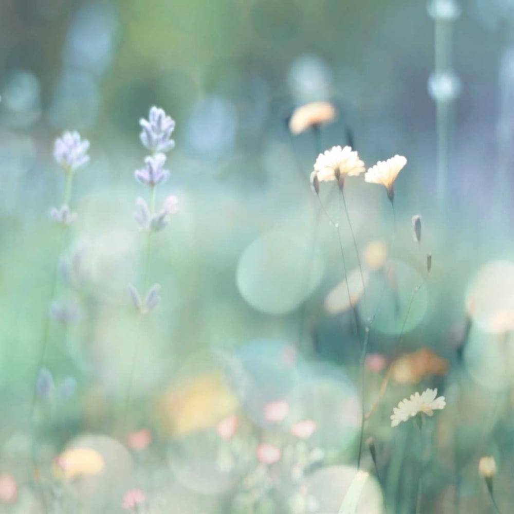 Morning Meadow I Poster Print by Kate Carrigan-VARPDXKC111612DG Image 1