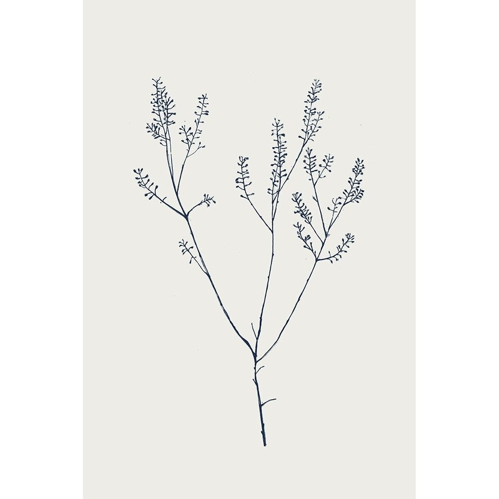 Graceful Day I Poster Print - B Flora-VARPDXKD014A Image 1