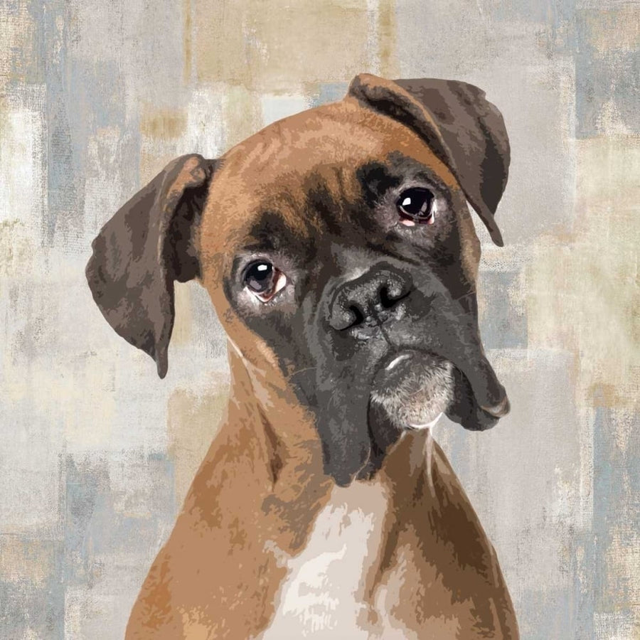 Boxer Poster Print by Keri Rodgers-VARPDXKG114631 Image 1